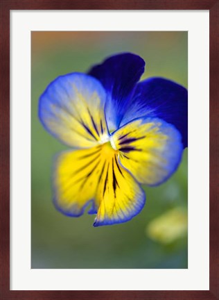 Framed Blue And Yellow Pansy Print