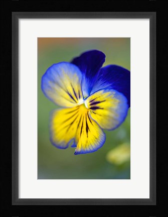 Framed Blue And Yellow Pansy Print