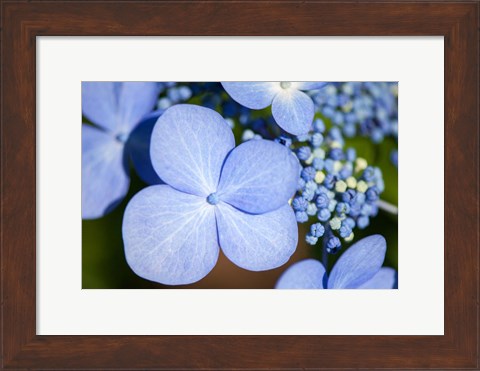 Framed Blue Lacecap Hydrangea Print