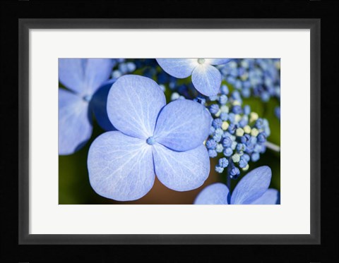 Framed Blue Lacecap Hydrangea Print