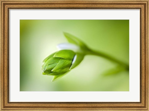 Framed Hosta Flower Bud Print