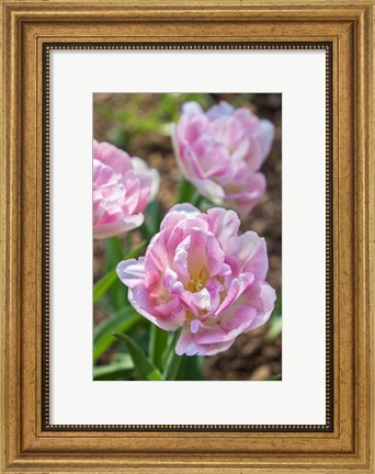 Framed Pink Double Tulips Print