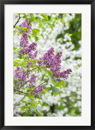 Framed Budding Lilac Bush Print