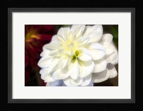 Framed White Dahlia Print
