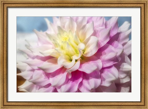 Framed Pink And White Dahlia, Gitts Perfection Print