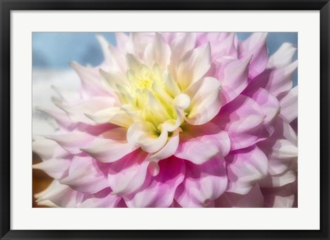 Framed Pink And White Dahlia, Gitts Perfection Print