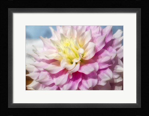 Framed Pink And White Dahlia, Gitts Perfection Print