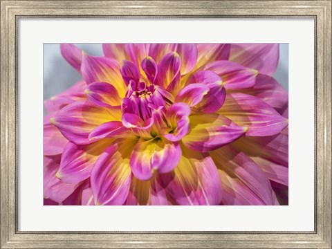 Framed Pink And Yellow Dahlia, Kidd&#39;s Climax Print
