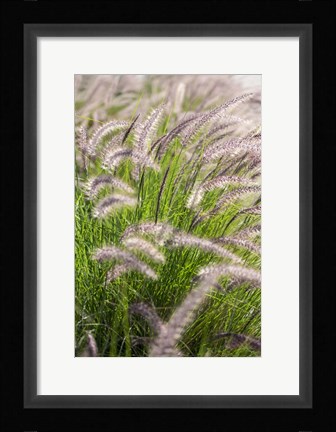 Framed Crimson Fountain Grass Print