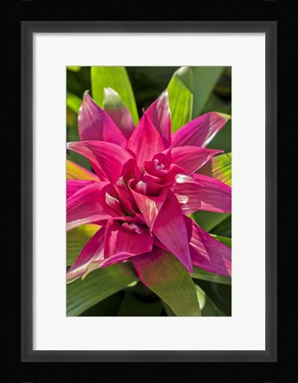 Framed Bromeliad Print