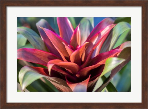 Framed Red And Green Bromeliad Print