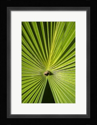 Framed Fan Palm Print