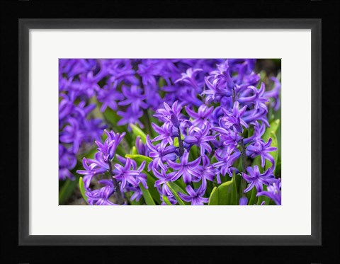 Framed Purple Hyacinth Print