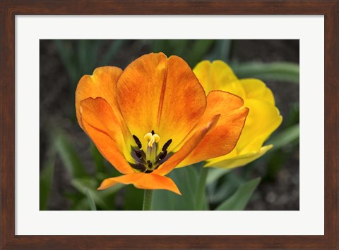Framed Orange Tulip And Double Daffodil Print