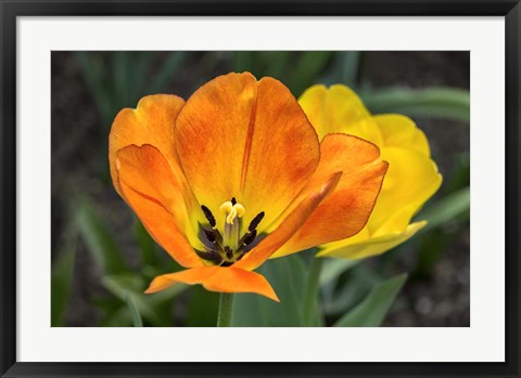 Framed Orange Tulip And Double Daffodil Print