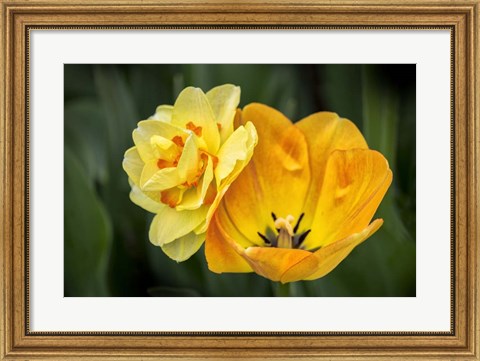 Framed Orange Darwin Hybrid Tulip And Double Daffodil Print
