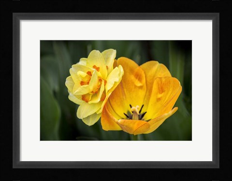 Framed Orange Darwin Hybrid Tulip And Double Daffodil Print
