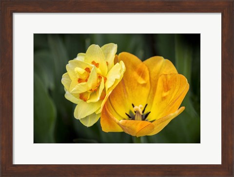 Framed Orange Darwin Hybrid Tulip And Double Daffodil Print