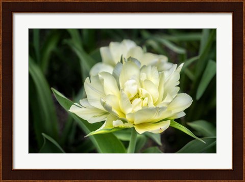 Framed White Exotic Emperor Tulip Print