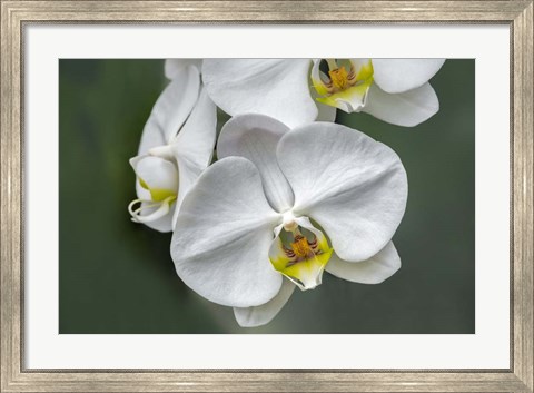 Framed White Orchid Print