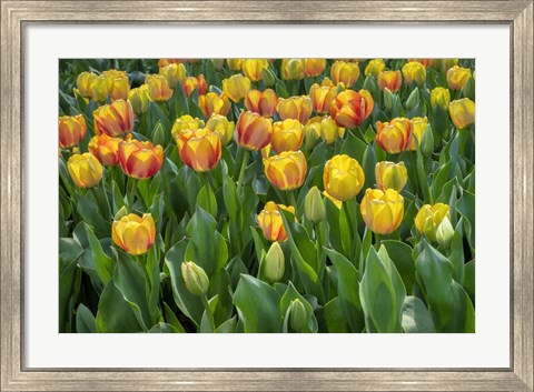 Framed Beauty Of Spring Darwin Hybrid Tulip Print