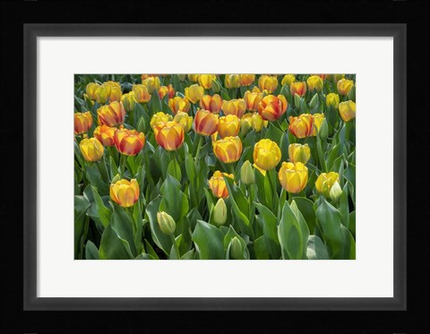 Framed Beauty Of Spring Darwin Hybrid Tulip Print
