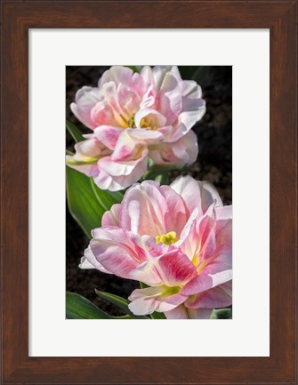 Framed Pink Double Early Tulip Print