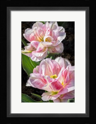 Framed Pink Double Early Tulip Print