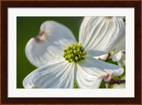 Framed White Dogwood Flowers Print