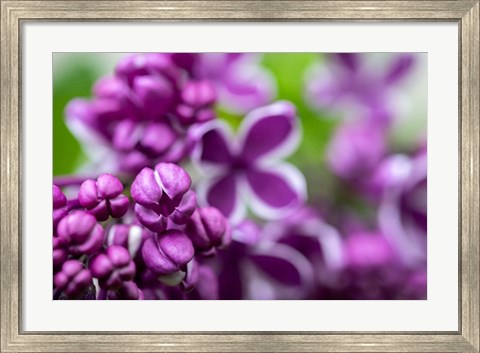 Framed Purple Lilac Print