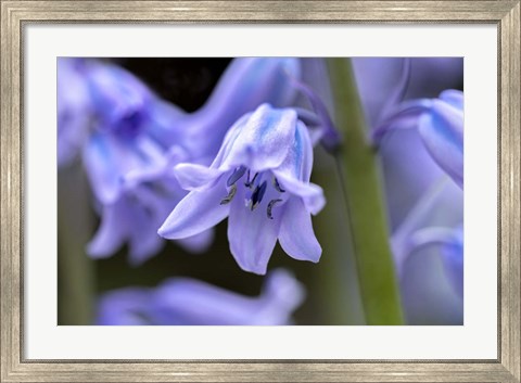 Framed English Wood Hyacinth 1 Print
