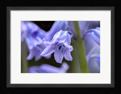 Framed English Wood Hyacinth 1 Print