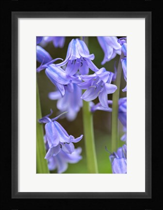 Framed English Wood Hyacinth 2 Print
