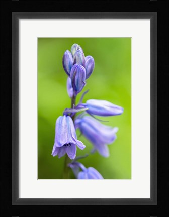 Framed English Wood Hyacinth 3 Print