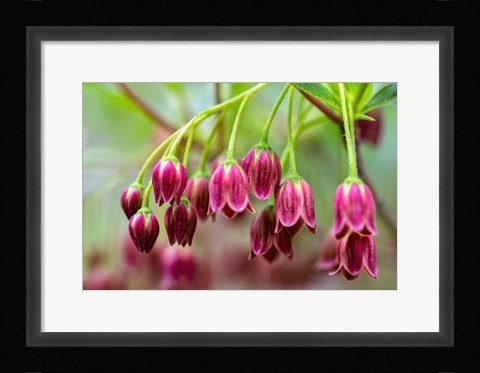 Framed Mountain Azalea Print