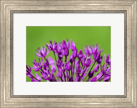 Framed Allium Print