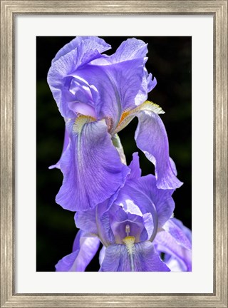 Framed Bearded Iris Print