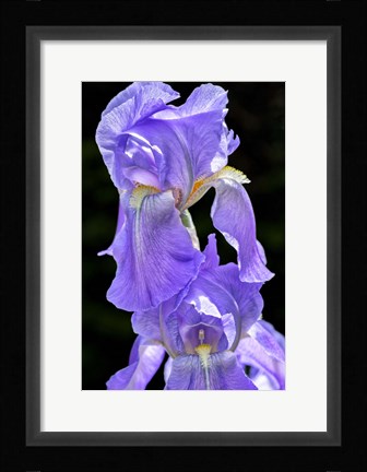Framed Bearded Iris Print