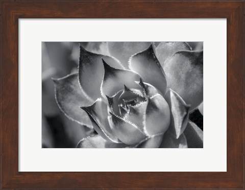 Framed Hens And Chicks, Succulents 1 Print