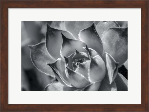 Framed Hens And Chicks, Succulents 1 Print