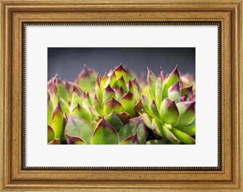 Framed Hens And Chicks, Succulents 2 Print
