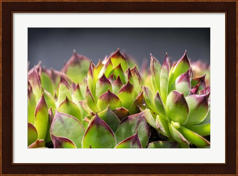 Framed Hens And Chicks, Succulents 2 Print