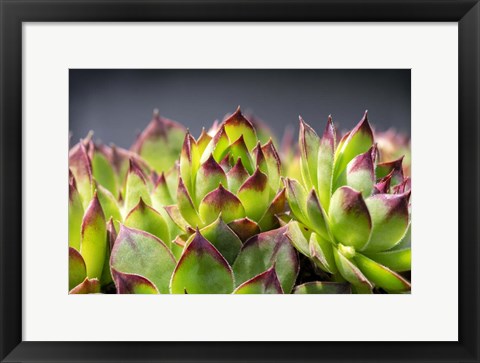 Framed Hens And Chicks, Succulents 2 Print