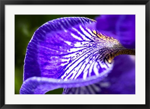 Framed Siberian Iris 1 Print