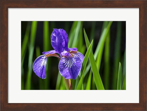 Framed Siberian Iris 2 Print