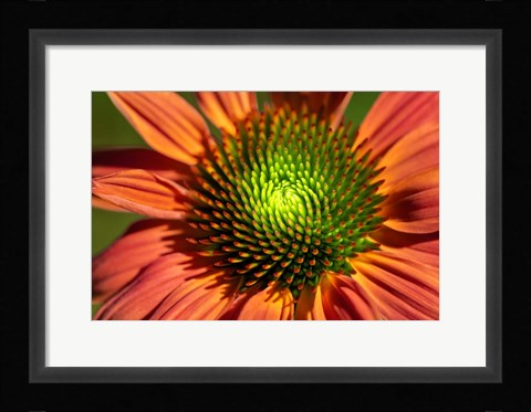 Framed Orange Coneflower Print