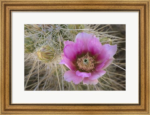 Framed Flowers On Engelmann&#39;s Hedgehog Cactus Print