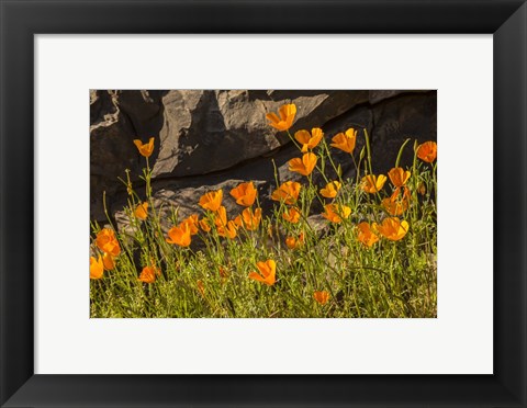 Framed California Poppies In Bloom Print
