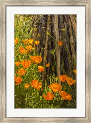 Framed Poppies In Bloom Print