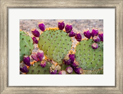 Framed California Prickly Pear Cactus Print